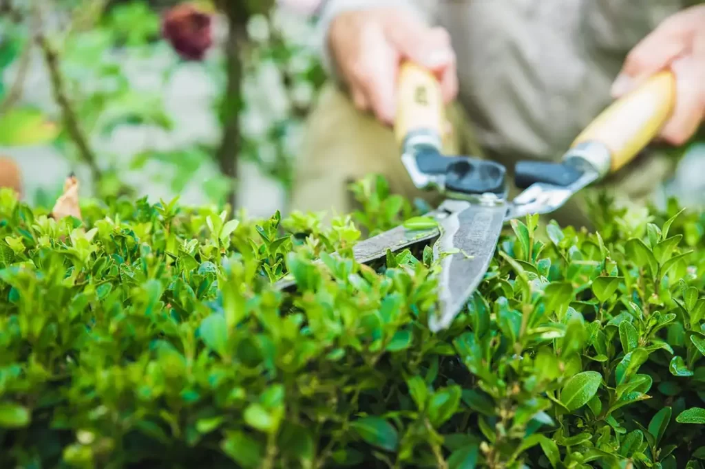How to cut grass with garden scissors